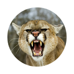 اسد الجبل تأثيرات صوتية