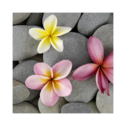 Stones in Water Live Wallpaper