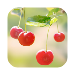 Sweet Cherry Live Wallpaper