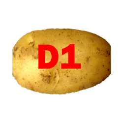 Marek plants potatoes on D1