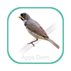 Cantos Coleirinho - Tuí Fibra Zel Zel e Clássico