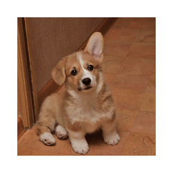 كورجي الكلاب خلفيات كلب