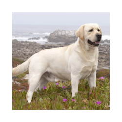 ابرادور المسترد خلفية كلب