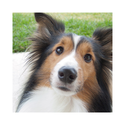 كلب الراعي شتلاند خلفيات كلب