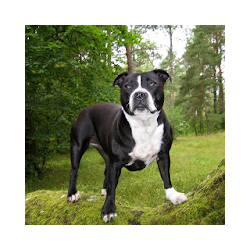 ستافوردشاير خلفيات كلب