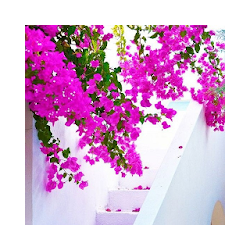 خلفيات الربيع