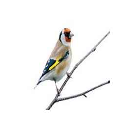 Canto Jilguero Gratis