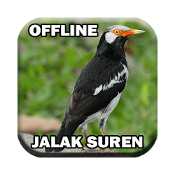 Kicau Jalak Suren Gacor Ngerol