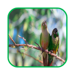 خلفيات الببغاء