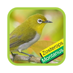 Pleci Dada Putih  Montanus