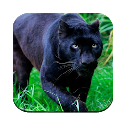 Black Panther Wallpaper HD