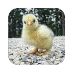 أصوات الفرخ