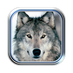 وادي الذئاب