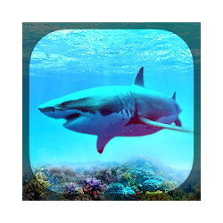 أسماك القرش خلفيات حية