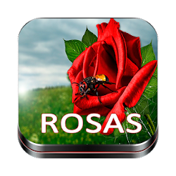 Imagenes de Rosas Imagenes de Flores Hermosas