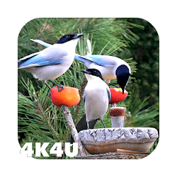 4K Garden Birds Video Live Wallpaper