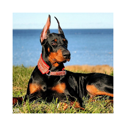 Doberman Dog Wallpaper HD