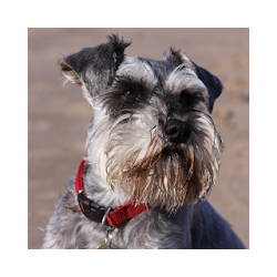 Miniature Schnauzer Dog HD