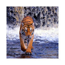 Tiger Wallpapers HD