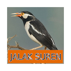 Master Kicau Jalak Suren