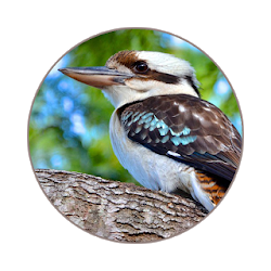 كوكابورا الصوت