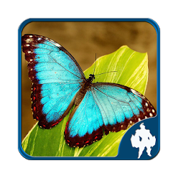 Butterfly Jigsaw Puzzles