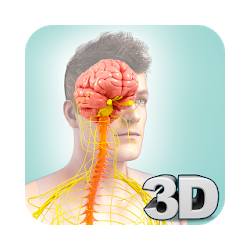 Nervous System Anatomy Pro