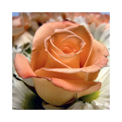 Flower Jigsaw Puzzles