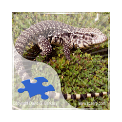 Tegus Jigsaw Puzzles