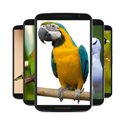 خلفية الطيور