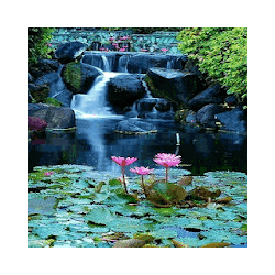 Lotus Garden Live Wallpaper