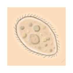 SwampWater Live Wallpaper