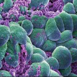 كتاب السرطان