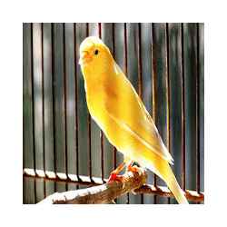 اصوات الكناري للتعليم