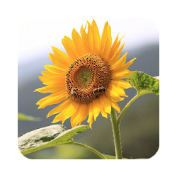 Sunflower Wallpaper