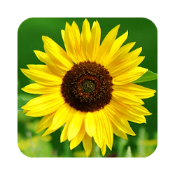 Sunflower Wallpapers