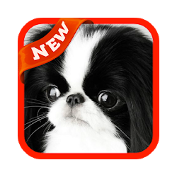 Japanese Chin Wallpaper