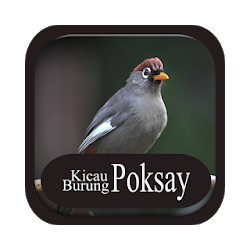 Kicau Burung Poksay