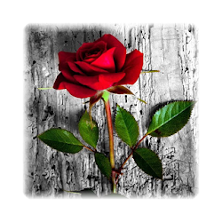 Flower Jigsaw Puzzle