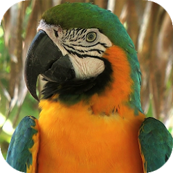 Parrot Live Wallpaper