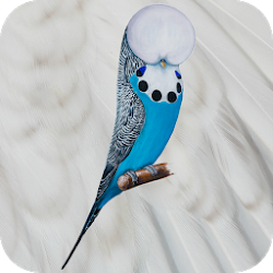 Budgerigar App