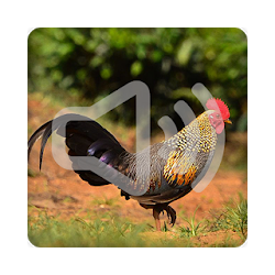 Junglefowl Sounds Ringtone