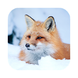 Fox Wallpaper HD  backgrounds  themes