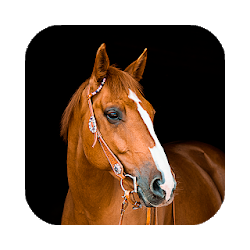 Horse Wallpaper HD  backgrounds  themes