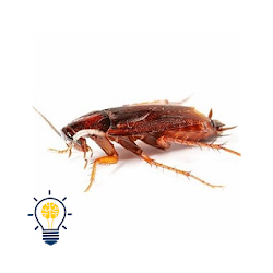 روش های خانگی از بین بردن سوسک