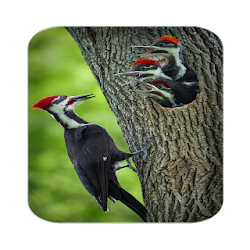 أصوات طائر نقار الخشب