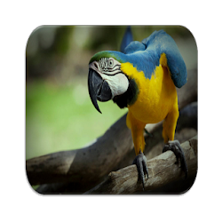 أصوات الببغاء