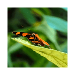 Butterfly Live Wallpaper