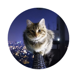 Annoy Cat HD Wallpapers