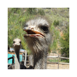 تربية النعام الي النجاح